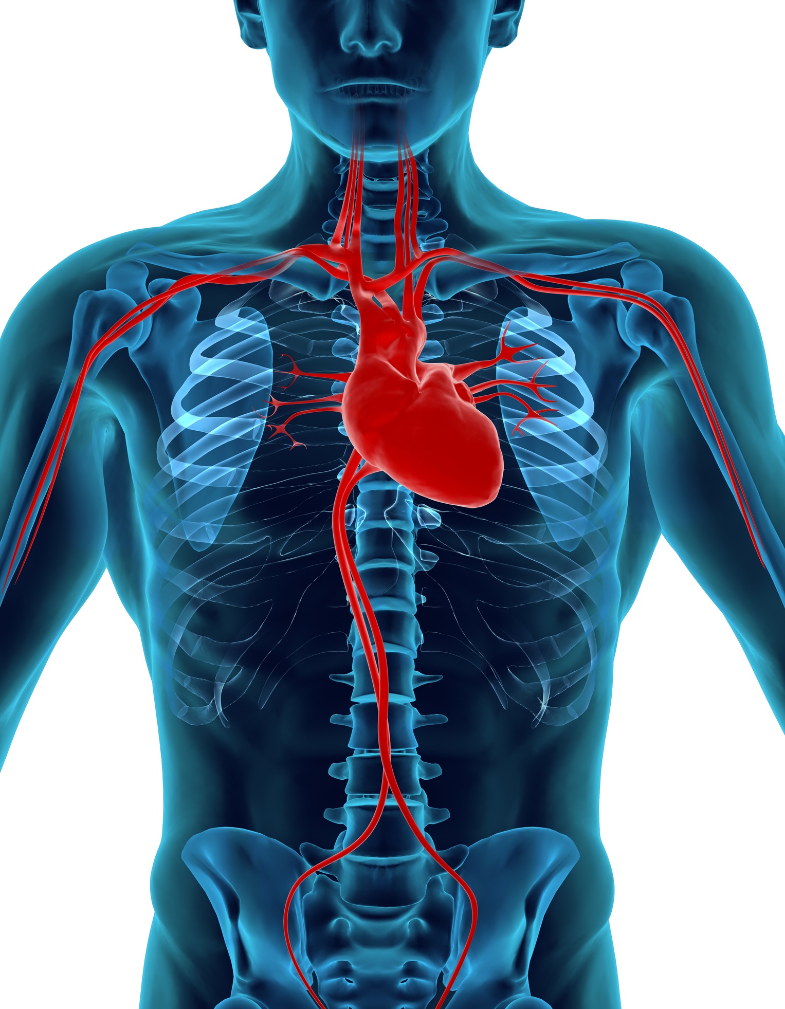 Dove Si Trova Il Cuore Nel Corpo Umano